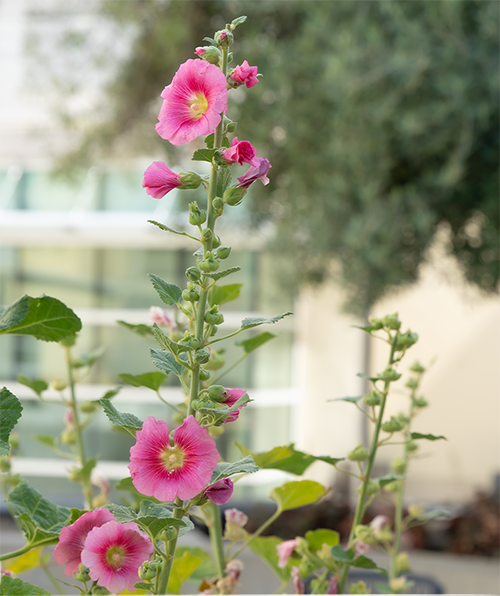 beautiful pink flowers growing outside